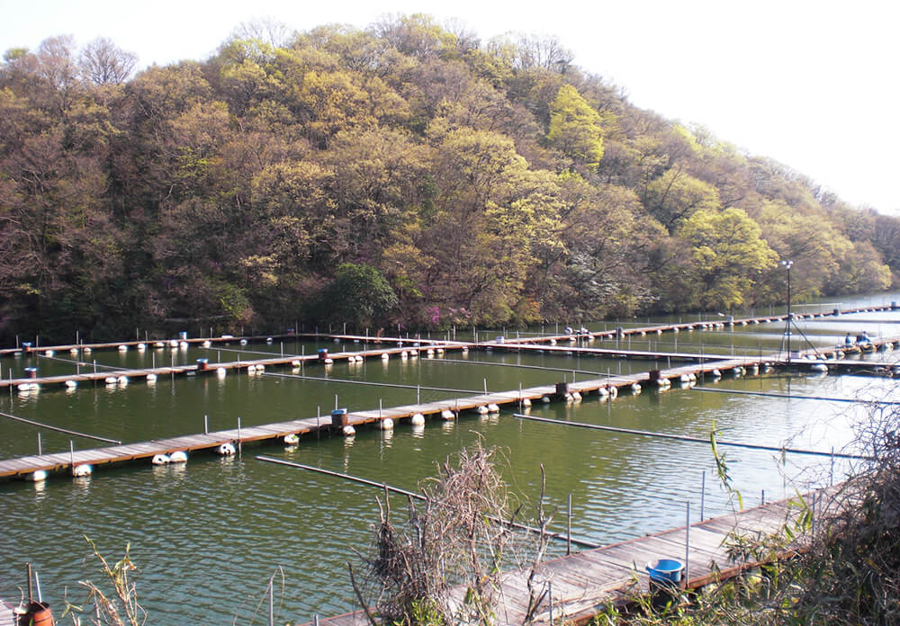 分川池
