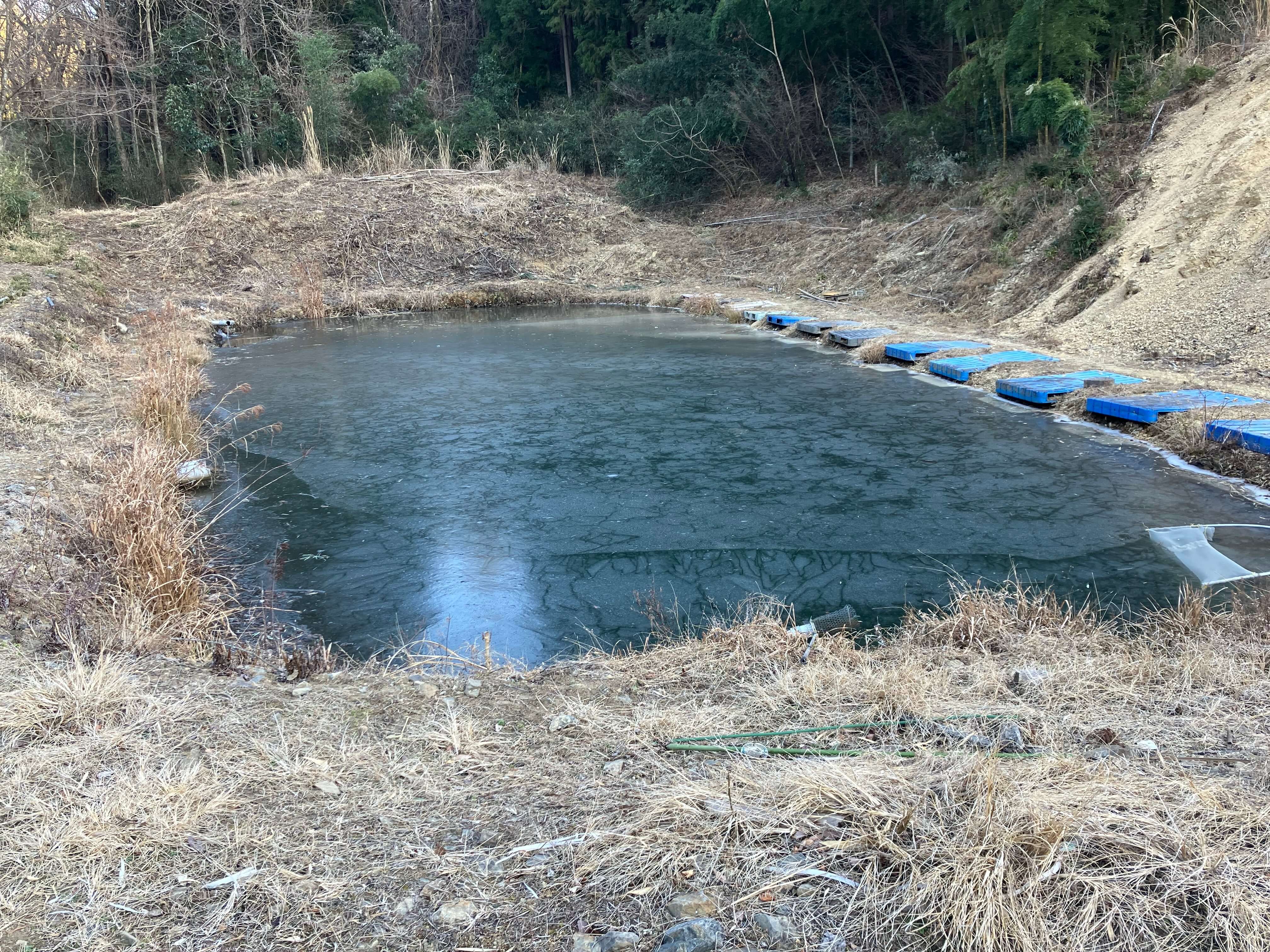 釣り堀・松田憩いの池