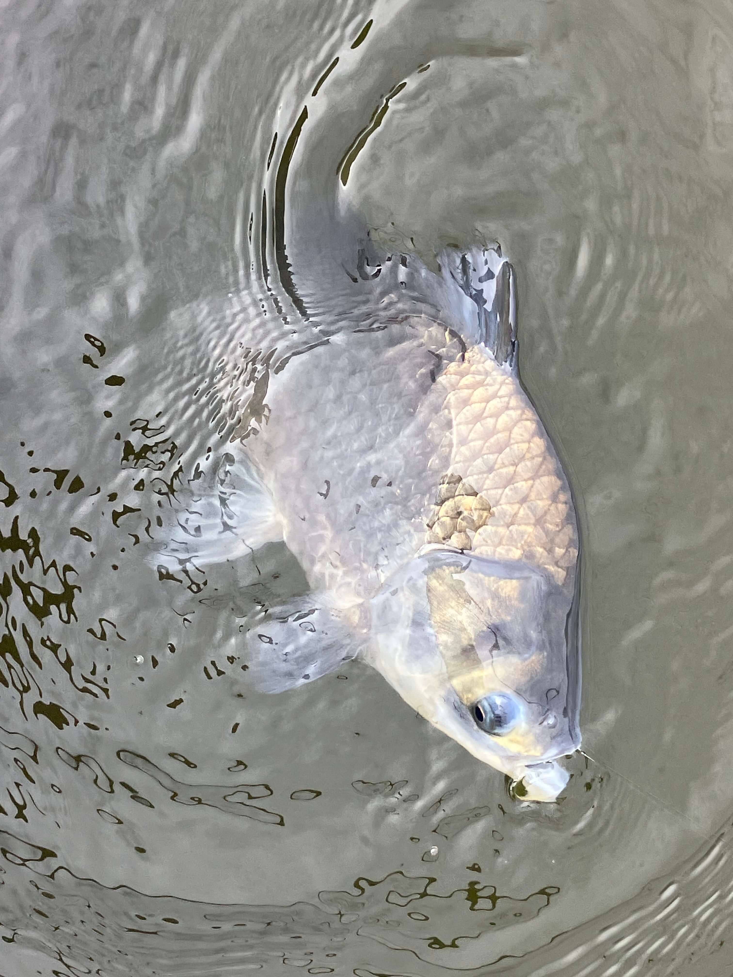 釣果写真