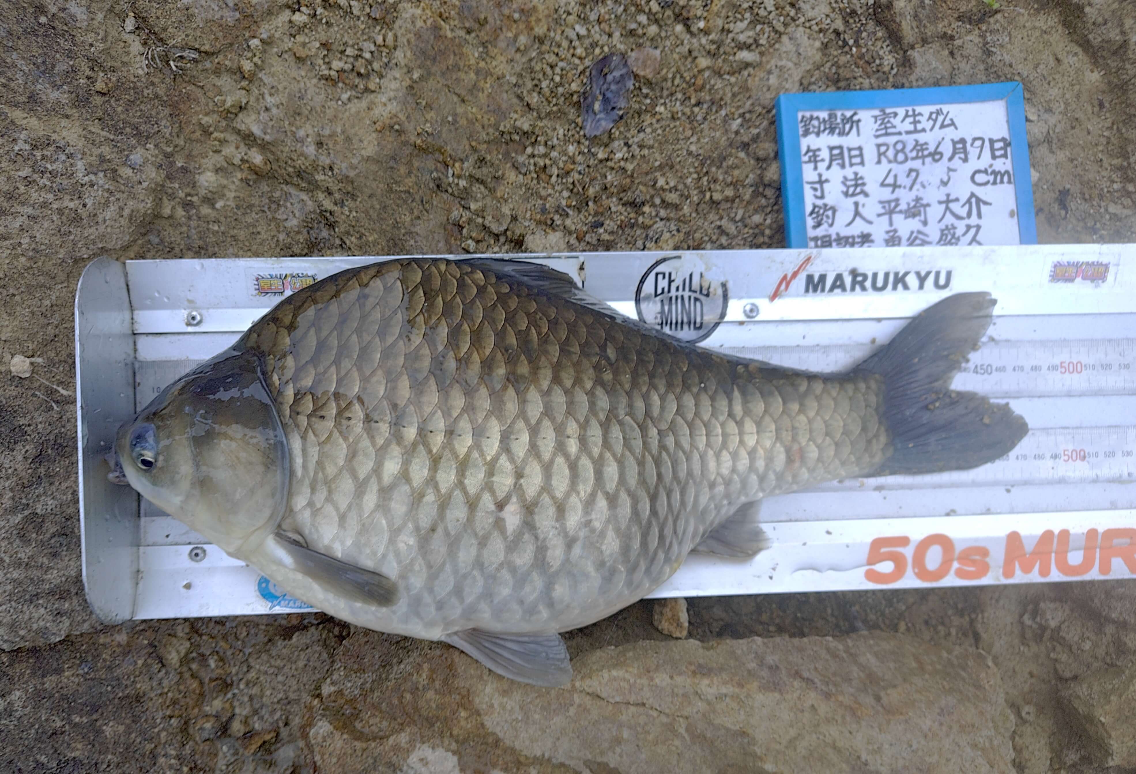 釣果写真