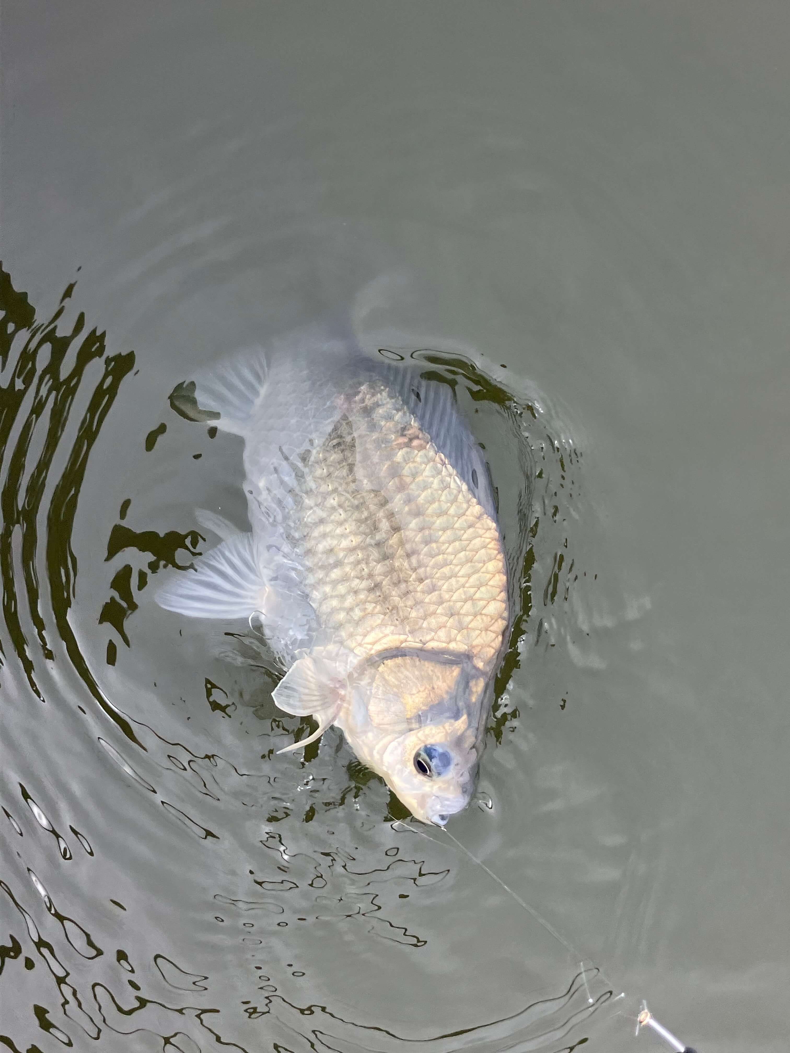 釣果写真