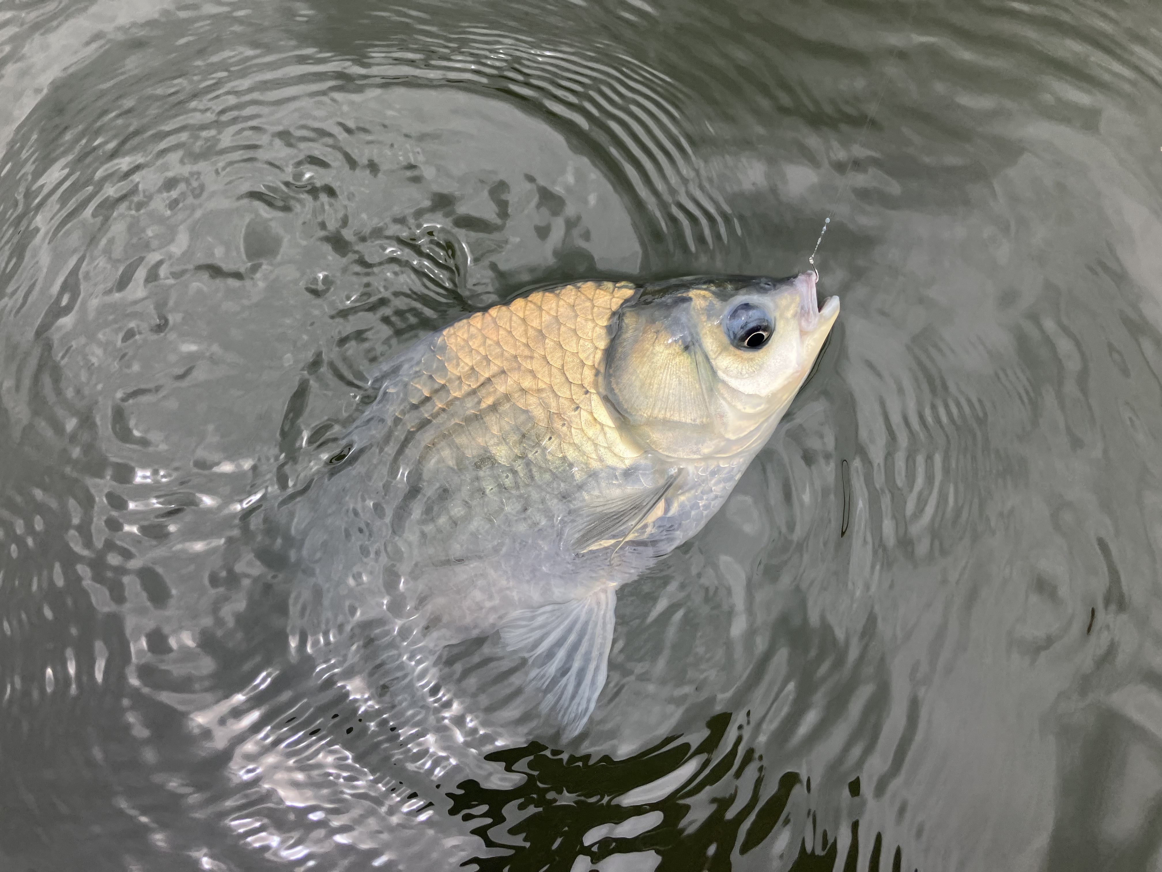 釣果写真