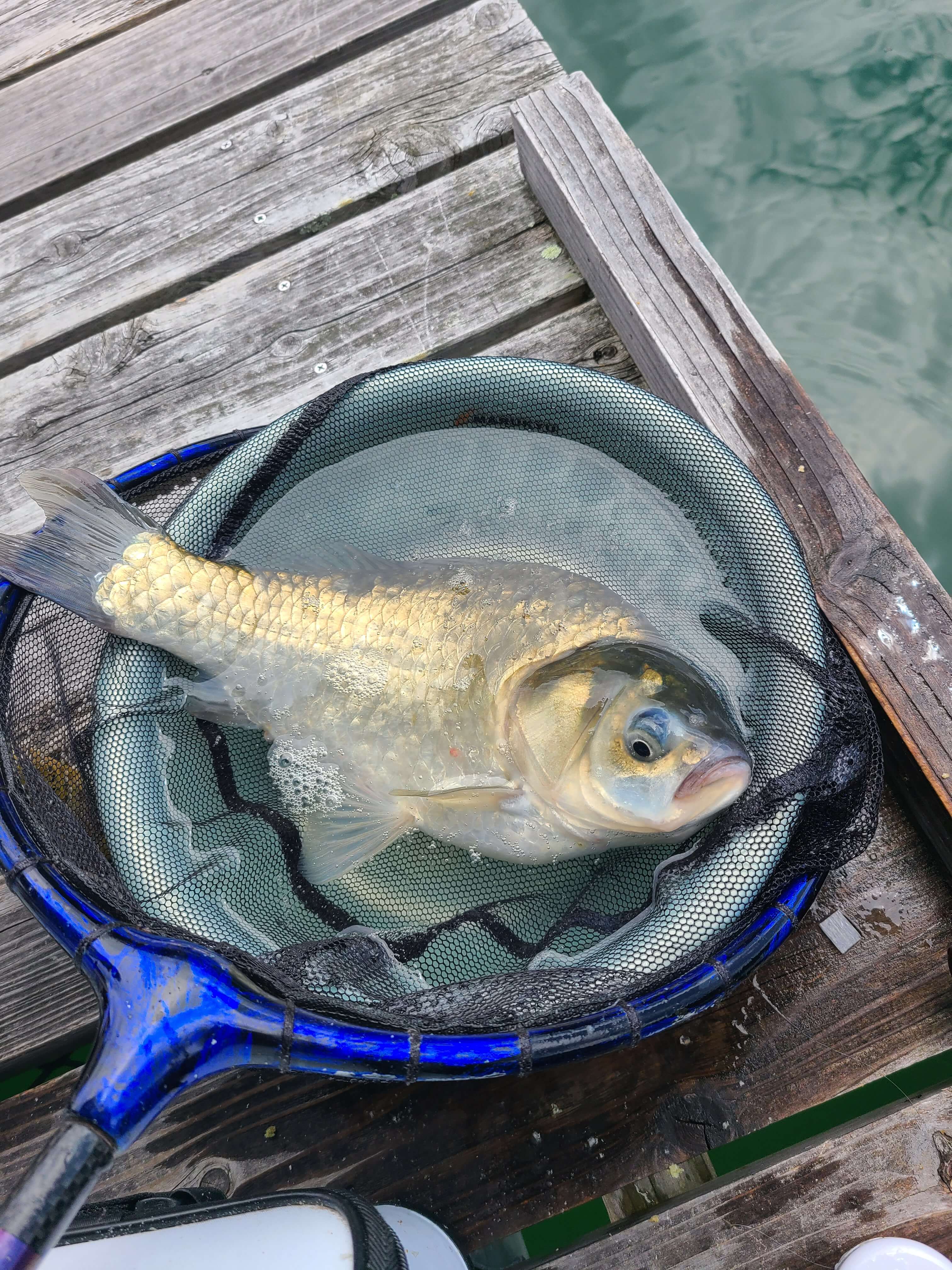 釣果写真