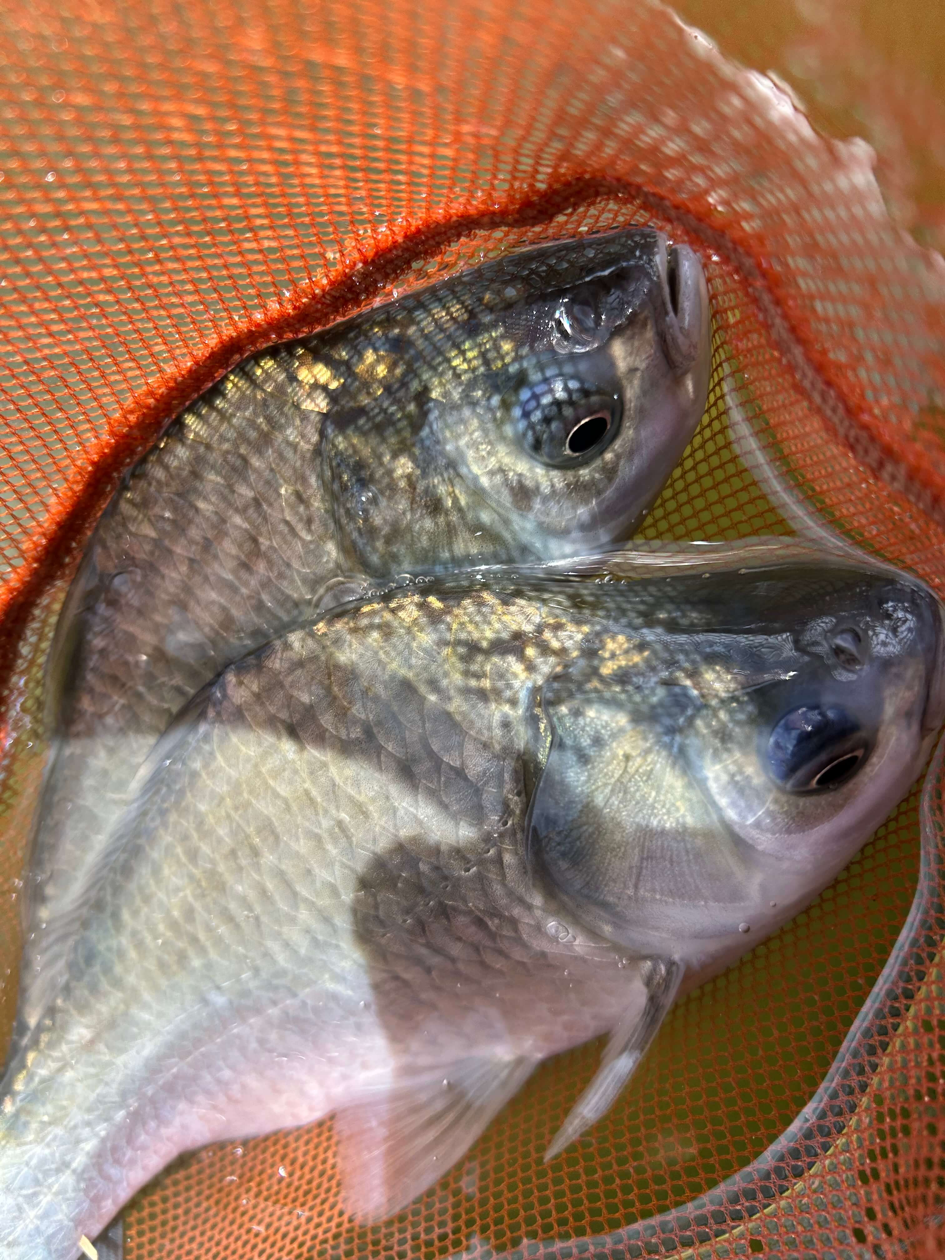 釣果写真