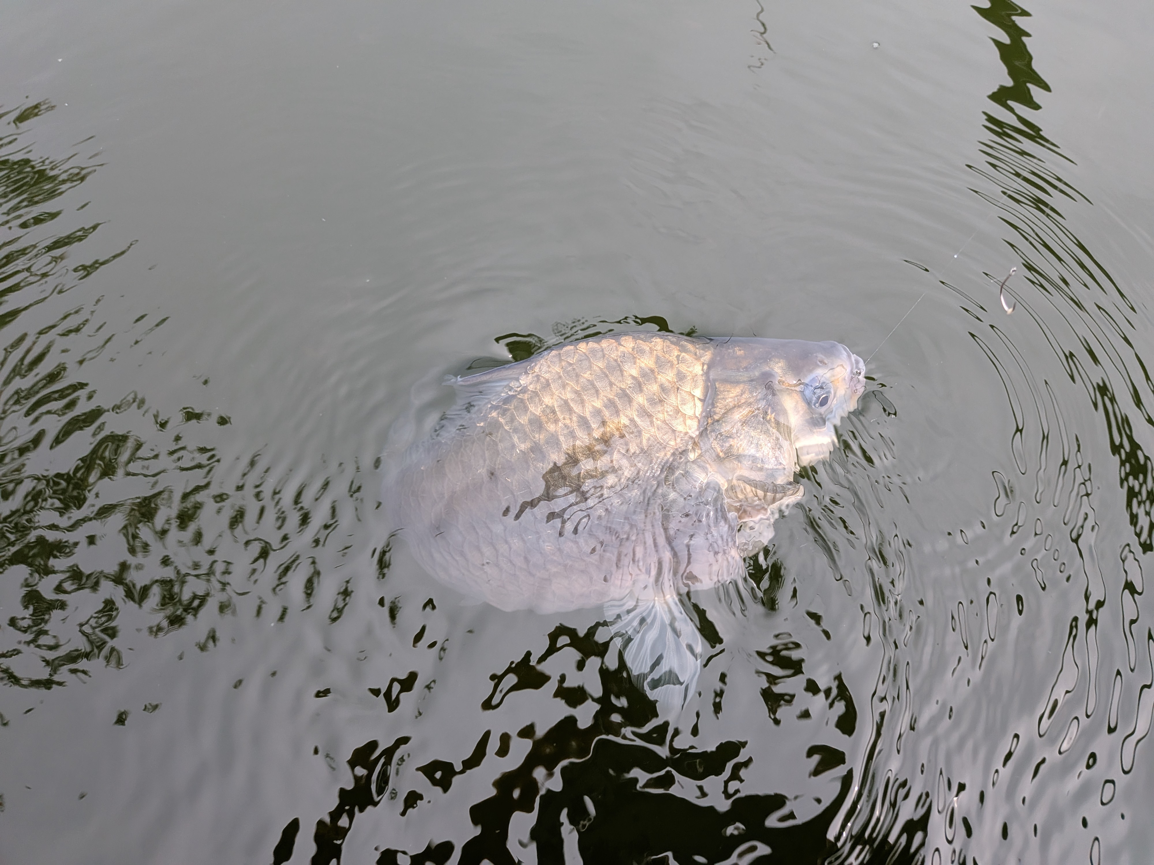 釣果写真