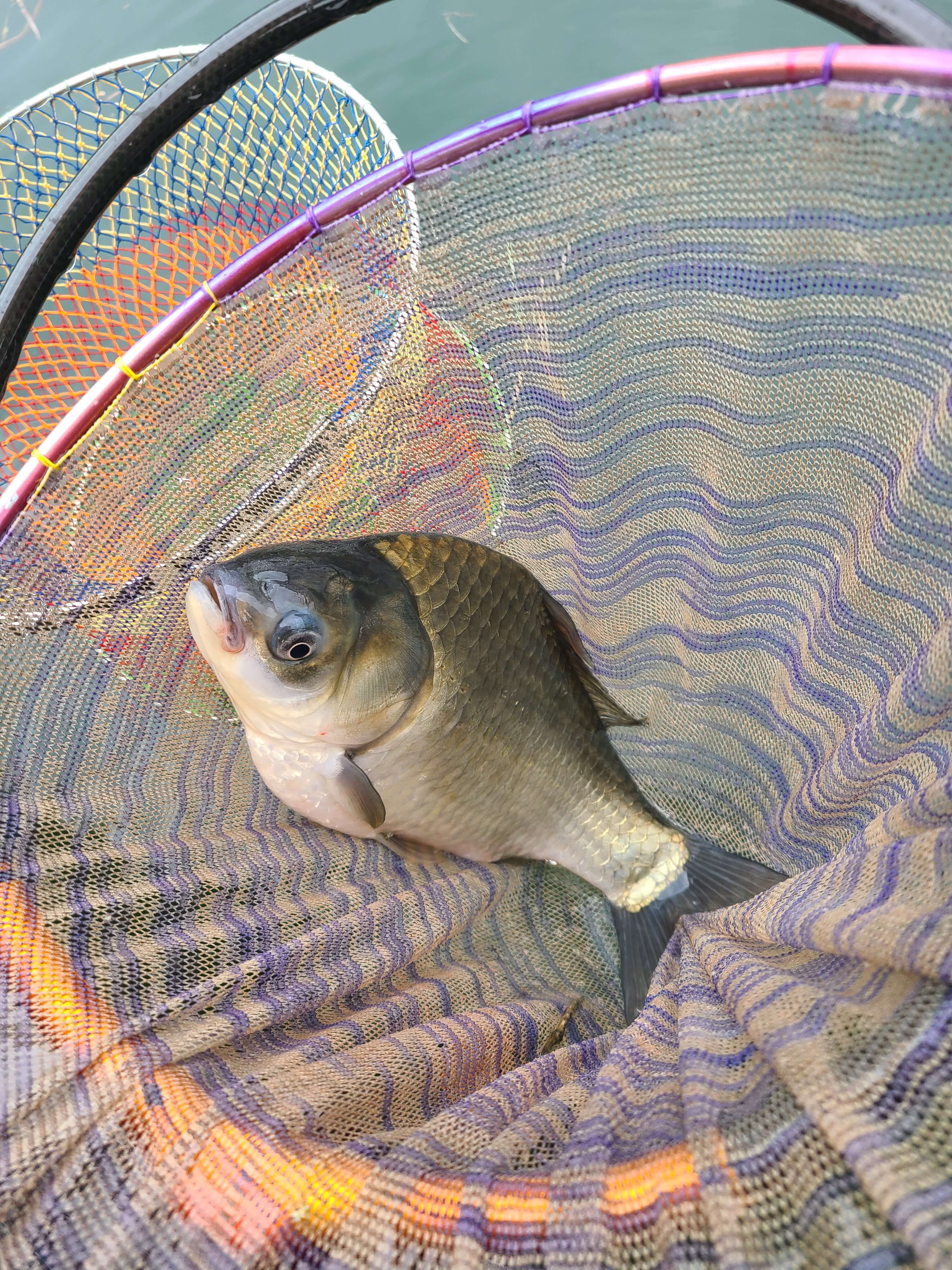 釣果写真