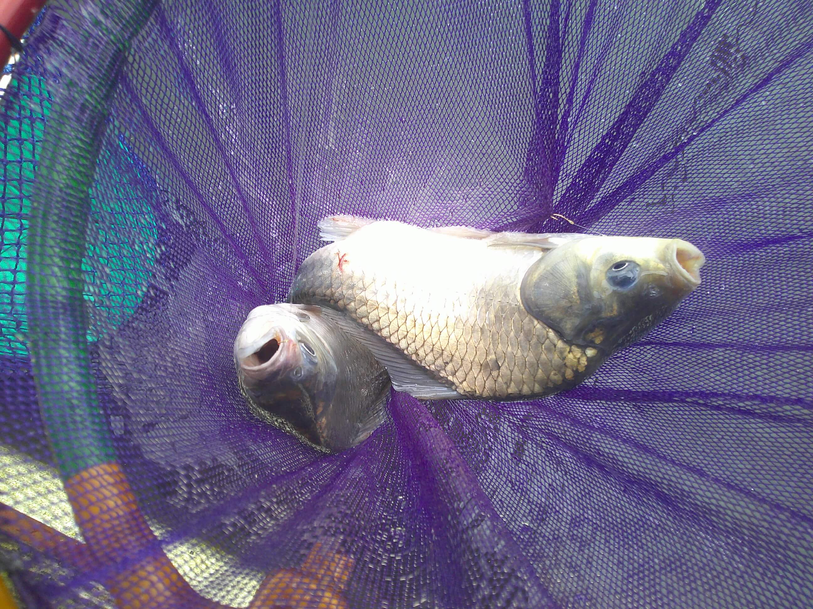 釣果写真