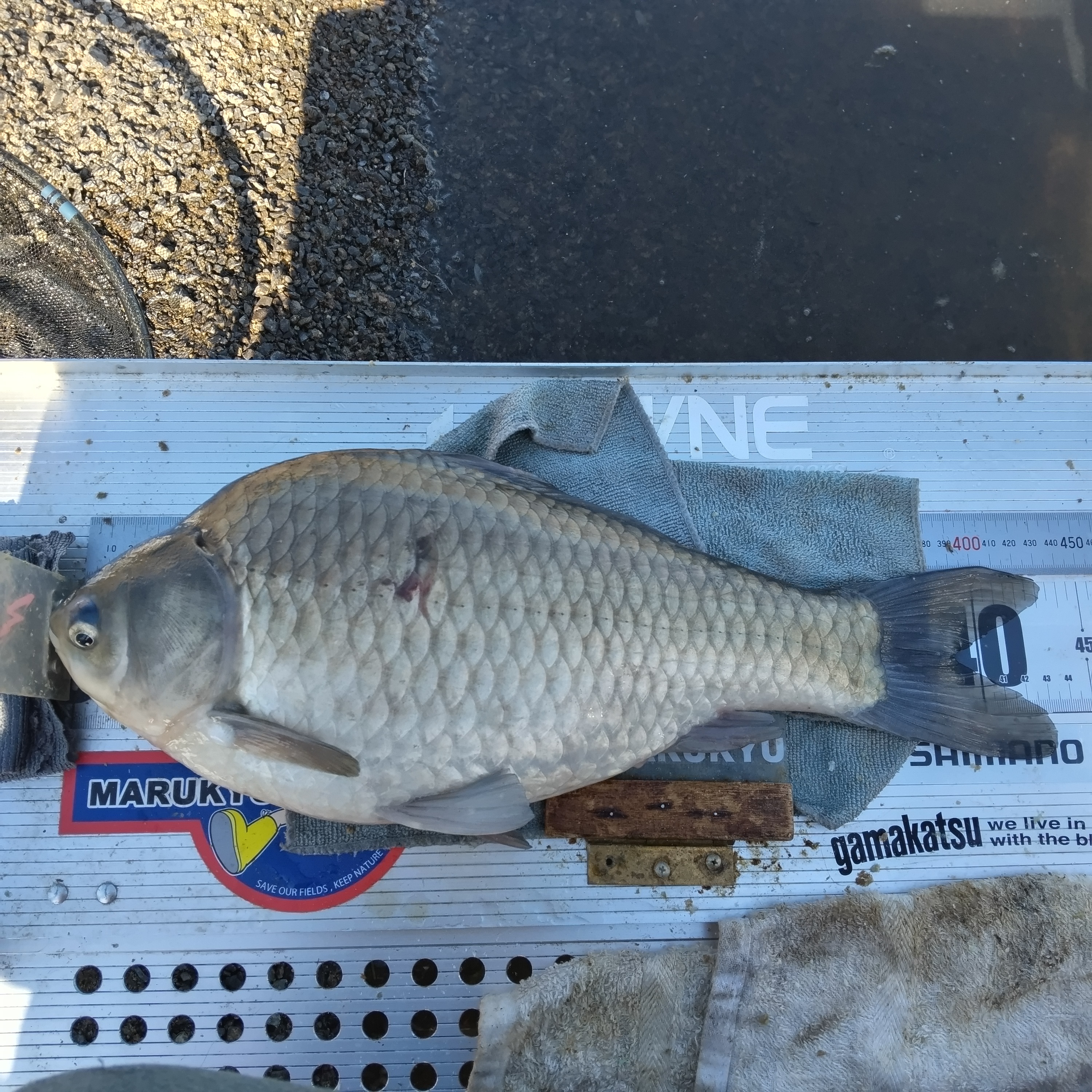 釣果写真