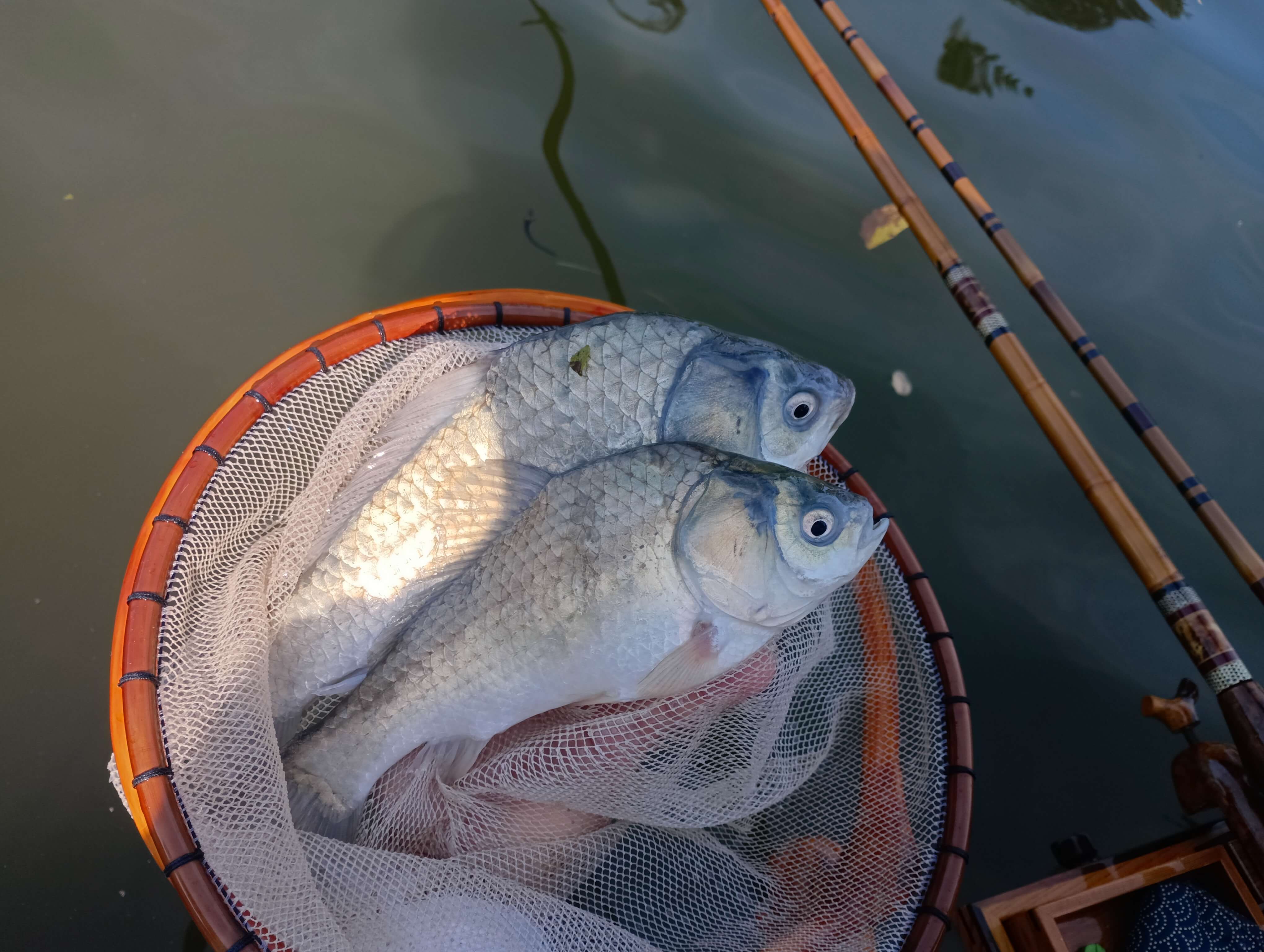 釣果写真