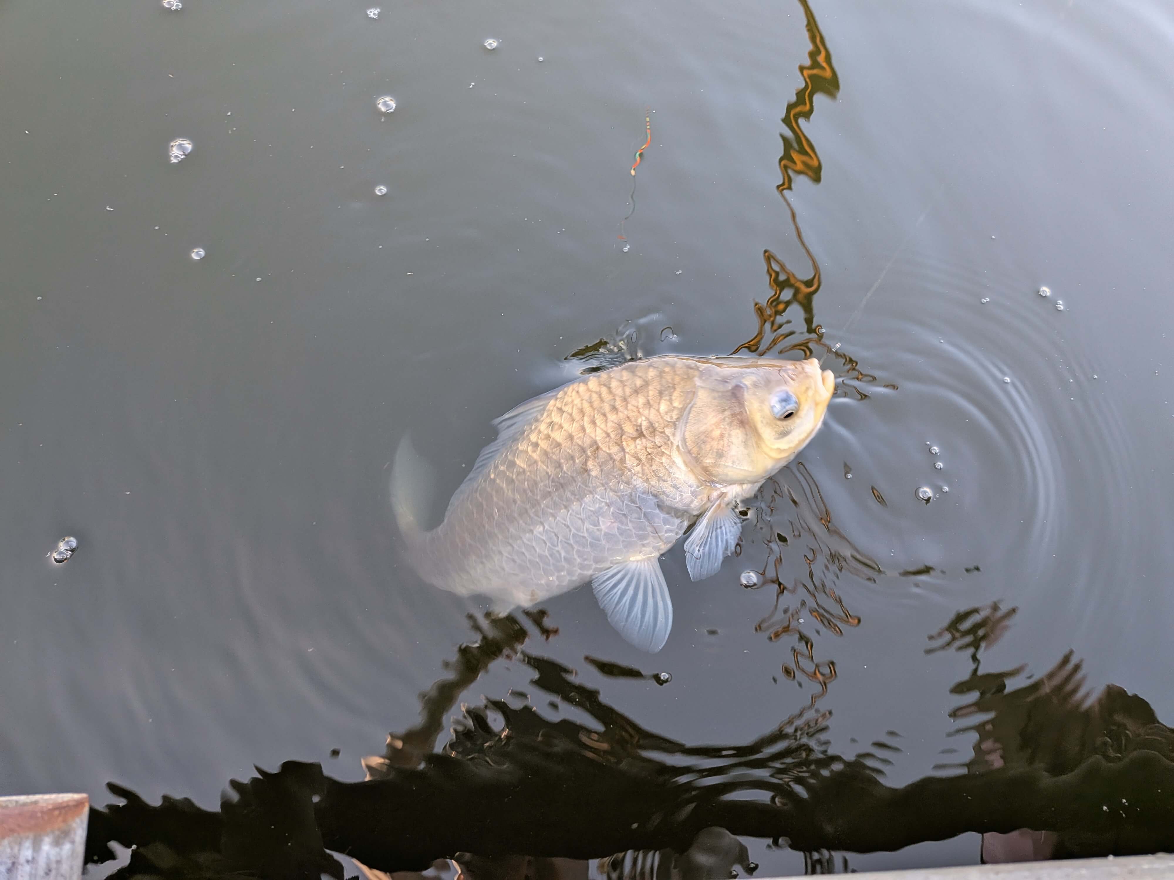 釣果写真