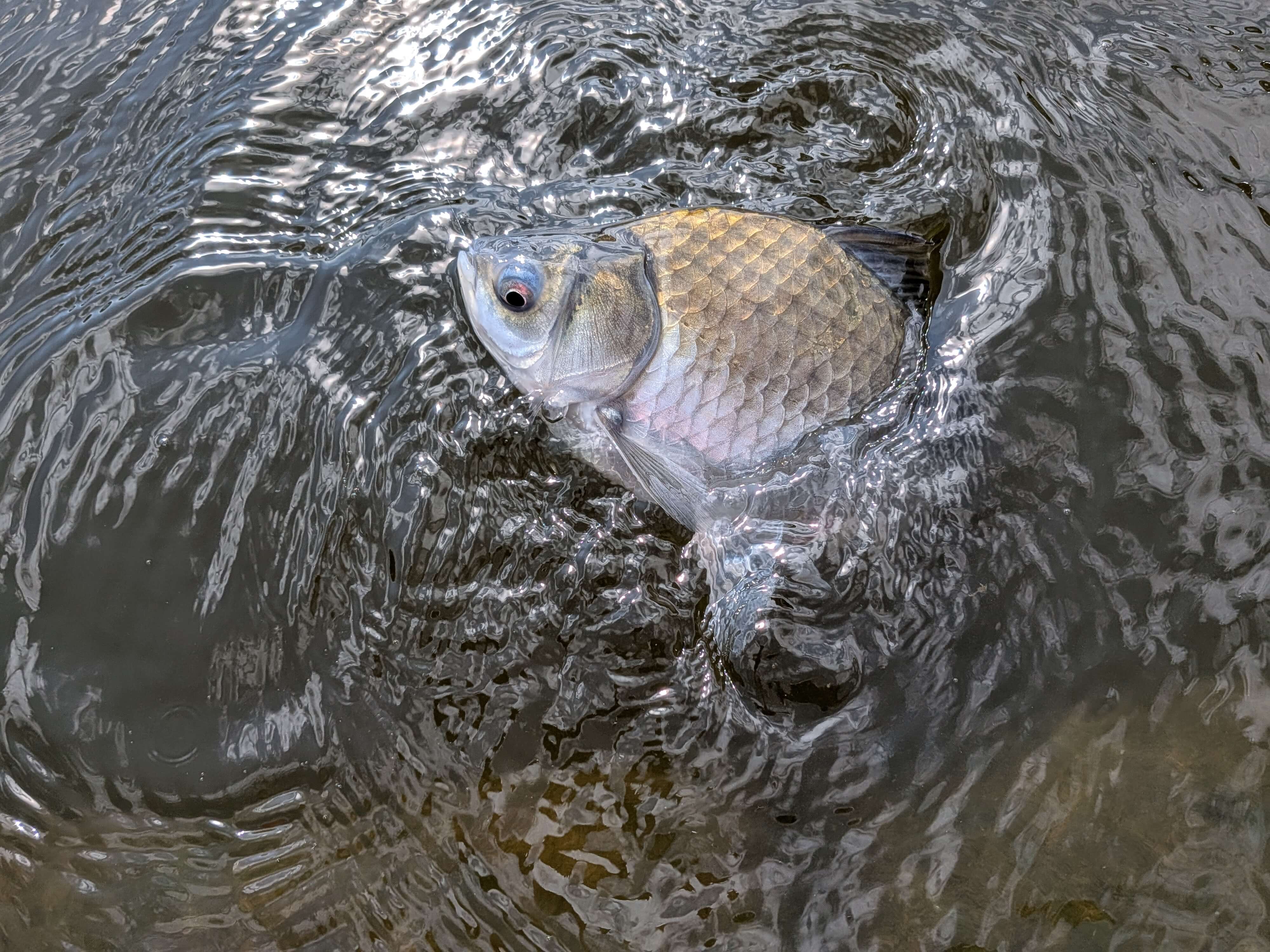 釣果写真